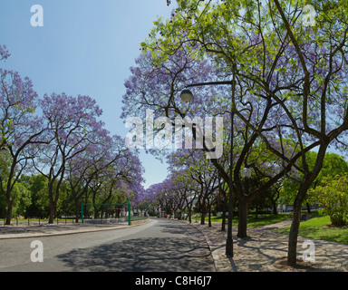 Portugal, Europa, Estremadura, Frühling, Blumen, blau, Blumen, Jacaranda Mimosifolia, Bäume, Lissabon, Stockfoto