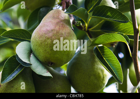 Birne auf dem Baum fast reif für die Ernte Stockfoto