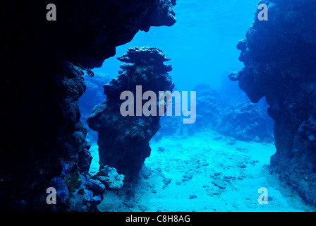 Eine Säule der Korallen in einem Unterwasser-Canyon in ein tropisches Korallenriff. Stockfoto