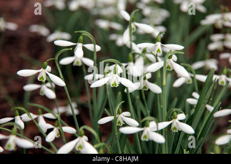 Schneeglöckchen - Galanthus 'Atkinsii' AGM im Februar Stockfoto