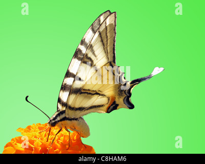 Schmetterling (knappe Schwalbenschwanz) auf Blume (Ringelblume) Stockfoto