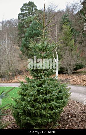 Picea Omorika - Serbische Fichte Stockfoto