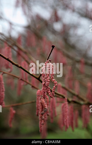 Kätzchen - Corylus Maxima 'Purpurea' AGM - lila Filbert Stockfoto