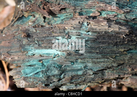 Grüne Färbung der Fäulnis Holz verbunden mit Grün Elfcup Pilze Chlorociboria aeruginascens Stockfoto