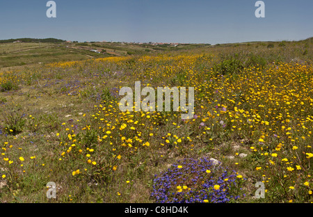 Portugal, Europa, Estremadura, Frühling, Blumen, Landschaft, in der Nähe von Assafora, Stockfoto