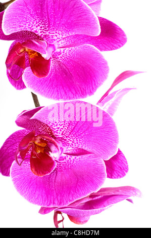 Rosa Orchidee auf weißem Hintergrund Stockfoto