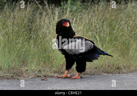 Bateleur Adler, Vogel, Tier, Adler, Terathopius Ecaudatus, unreif, Kruger, National Park, Südafrika, Afrika, Stockfoto