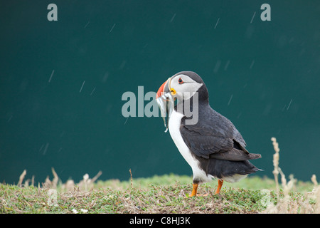 ein Papageientaucher steht im Regen mit einem Mund voller Fische auf Skomer island Stockfoto