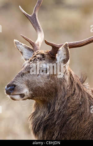 Rotwild-Hirsch in Schottland Stockfoto