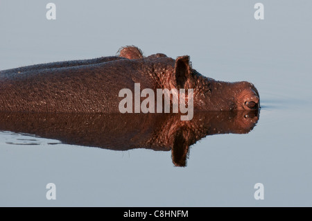 Flusspferd (Hippopotamus Amphibius), Savute Kanal, Linyanti, Botswana. Stockfoto