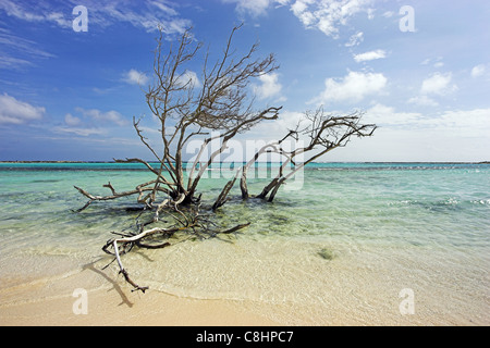 Toter Baum am Baby Beach in Aruba mit das kristallklare Wasser vor der Küste und den blauen Himmel Overhead Läppen. Stockfoto