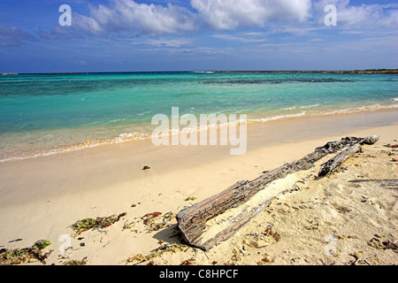 Treibholz am Baby Beach in Aruba Stockfoto