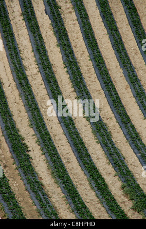 Erdbeerpflanzen in Reihen im Feld gepflanzt Stockfoto