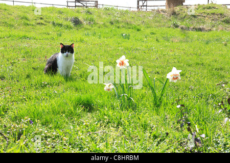 schwarz-weiß-Europäische 13 Jahre alt Kurzhaarkatze sitzt auf der grünen Wiese im Frühjahr Blick auf wilde Narzisse. Deutschland, Europa Stockfoto