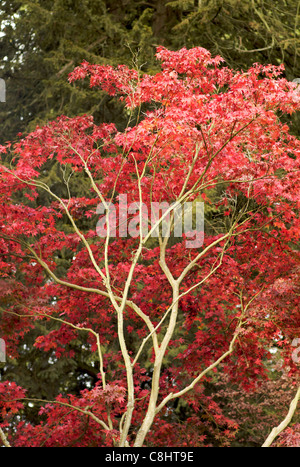 Baum im Herbst UK Stockfoto