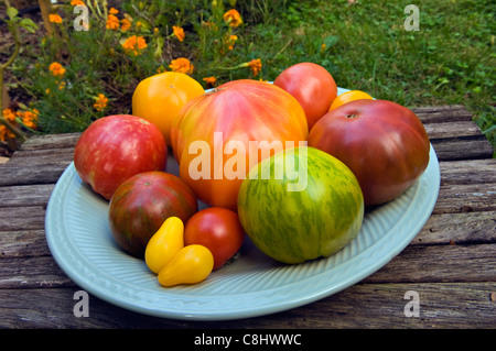 Verschiedene Sorten von Heirloom Tomaten auf Teller im Garten Stockfoto