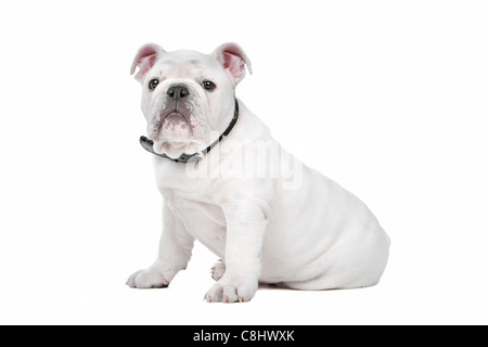 Weiße englische Bulldogge Welpen vor einem weißen Hintergrund Stockfoto