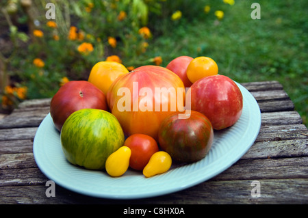 Verschiedene Sorten von Heirloom Tomaten auf Teller im Garten Stockfoto