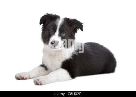 Border-Collie-Welpen vor einem weißen Hintergrund Stockfoto