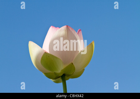 Eröffnung der Lotusblume gegen blauen Himmel Stockfoto