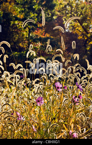 Backlit Fuchsschwanz und Wildblumen im Herbst Wiese in Floyd County, Indiana Stockfoto