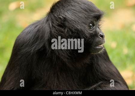 Kolumbianische schwarzer Klammeraffe Stockfoto