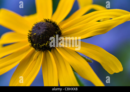 Nahaufnahme des Black-Eyed Susan Stockfoto