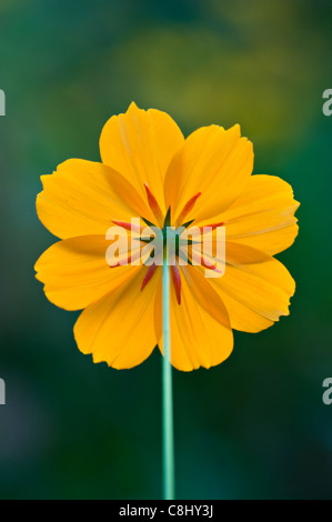 Rückseite einer Cosmos Blume Stockfoto