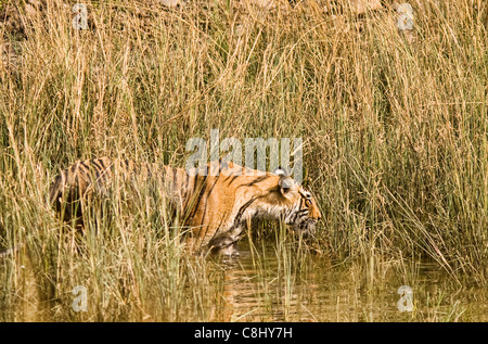 Bengalischer Tiger (Panthera tigris tigris) jagt Gras. Ranthambore National Park, Rajasthan, Indien Stockfoto
