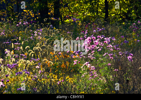 Gegenlicht Herbst Wildblumen Wiese am Mount Saint Francis in Floyd County, Indiana Stockfoto