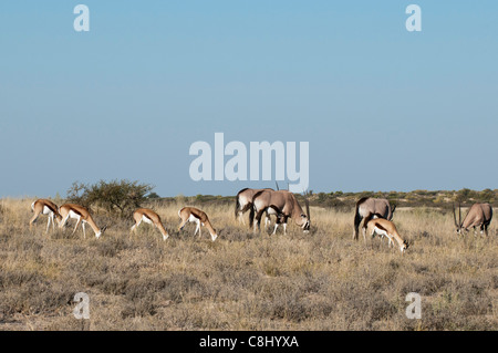 Springbock (Antidorcas Marsupialis), Deception Valley, Central Kalahari Game Reserve, Botswana. Stockfoto
