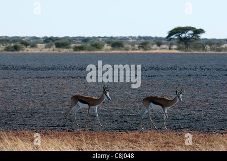 Springbock (Antidorcas Marsupialis), Deception Valley, Central Kalahari Game Reserve, Botswana. Stockfoto