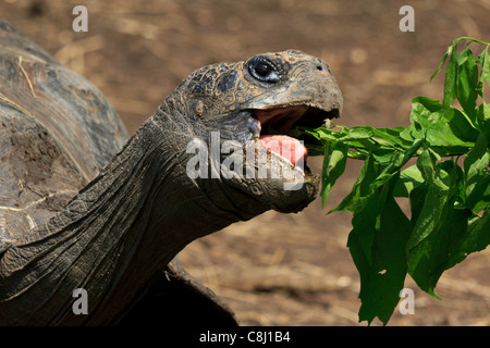 Animalia, Chordata, Dallas Zoo, Galápagos-Schildkröte, Geochelone Nigra, Giant Tortoise, größte lebende Schildkröte, Reptilia, Testudi Stockfoto