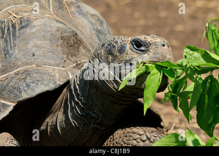 Animalia, Chordata, Dallas Zoo, Galápagos-Schildkröte, Geochelone Nigra, Giant Tortoise, größte lebende Schildkröte, Reptilia, Testudi Stockfoto