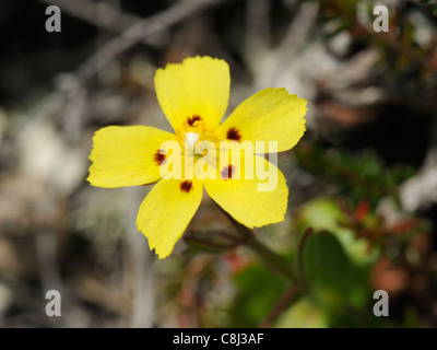 Gefleckte Rock-Rose, Tuberaria guttata Stockfoto