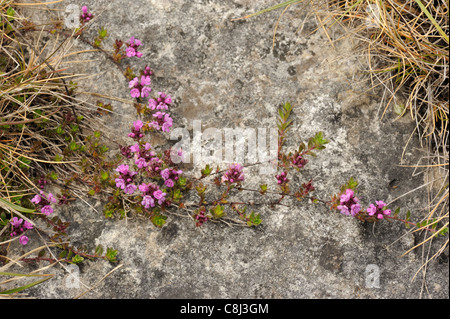 Wilder Thymian, Thymus polytrichus Stockfoto