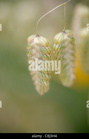 Größere Beben Grass Stockfoto