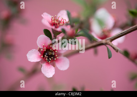 Manuka Blume auf rosa Stockfoto