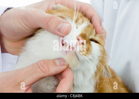 Tierarzt, Tierarzt, Tierarzt, üben, prüfen, untersuchen, Katze, Haustier, Haustier, krank, krank, Katze, ca Stockfoto