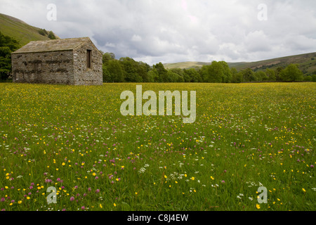 Einer traditionellen Scheune in eine Wildblumenwiese im Swaledale in Yorkshire Dales Stockfoto