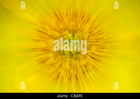 Gelbe Blume - Abstrakt Stockfoto