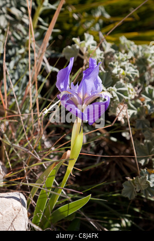 Blaue Iris Blumen wachsen wild auf Sierra de Bernia, Costa Blanca, Spanien. Stockfoto