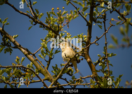 Ein Schilfrohrsänger (Acrocephalus Schoenobaenus) singt in einem Weißdorn Gebüsch Fen Drayton RSPB Reserve in Cambridgeshire Stockfoto