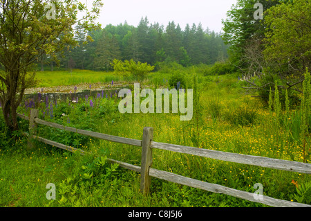 Landschaft Deer Isle Maine USA Stockfoto