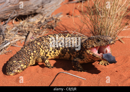 Blau-genutet Skink, Tiliqua Rugosa, Australien, Bobtail Eidechse, verschlafene Eidechse, stumpy Tail, Reptil, blaue Zunge Stockfoto