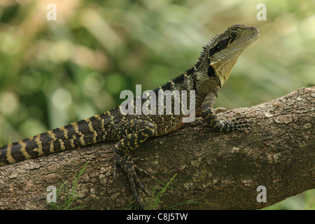 Australischer Wasserdrache, Physignathus Lesueurii, östlichen Wasserdrache, Australien, Tier, Reptil, semi-aquatischen, arboreal Agomid Stockfoto