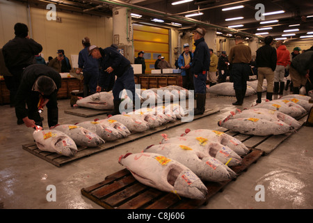 Tsukiji-Fischmarkt, Ginza, Tokio, Japan, Asien, weltweit größten Fischmarkt, Kanto, Fisch, Meeresfrüchte, Sushi, Thunfisch, Thunfisch-Auktion Stockfoto