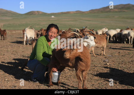 Mongolische Frau, Mongolei, Steppe, Nomaden, Alltag, Nomaden Camp, Ziegen melken, Herden, Schwärme, fuhr Herden. Schafe, Tiere, li Stockfoto