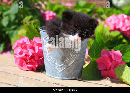 3 Wochen, Blume, Blumen, Garten, Haus, Haus, Tier, Haustier, Haustier, junge, Katze, Krug, Kätzchen, Vase, im Freien, außerhalb, o Stockfoto