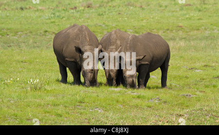 Familie von drei Breitmaulnashörner grasen im iSimangaliso Wetland Park, Südafrika Stockfoto